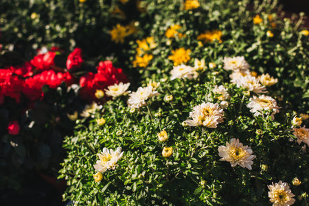 Beautiful colorful Flowers in a Flower Shop outdoor in a sunny day. Selective focus.の写真素材