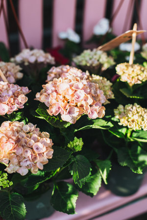 Beautiful light pink Hydrangea flowers on a sunny day. Selective focus.の写真素材