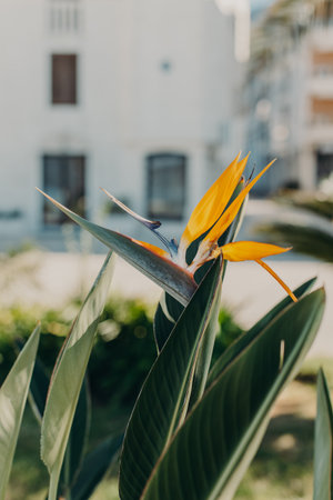 Beautiful Bird of Paradise flower (Strelitzia reginae) in a Porto Montenegro, Tivat. Close up. Selective focus.の写真素材