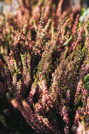 Tender Erica or Winter Heath flowers. Close up. Selective focus.の写真素材