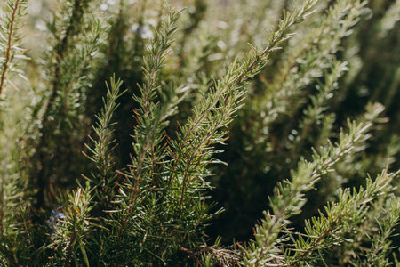Sprigs of fresh aromatic rosemary in the garden on a sunlight. Selective focus.の写真素材
