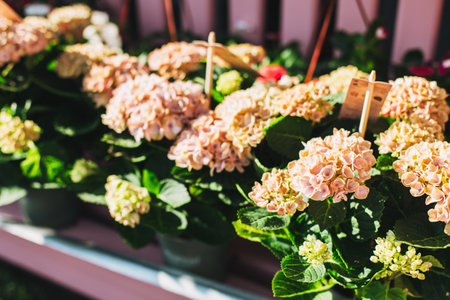 Tender light pink Hydrangea flowers in a flower shop in a sunlight. Selective focus.の写真素材