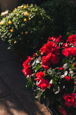 Beautiful bright red Azalea flowers. Selective focus.の写真素材