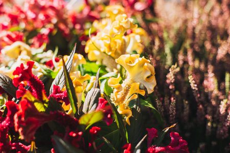 Close up of bright and colorful Cockscomb or Celosia argentea flowers in a Flower shop. Selective focus.の写真素材