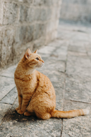Portrait of a red cat on a street of old town Kotor, Montenegro. Portrait of a street cat.の写真素材