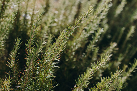 Close up of aromatic rosemary in the garden on a sunlight. Selective focus.の写真素材
