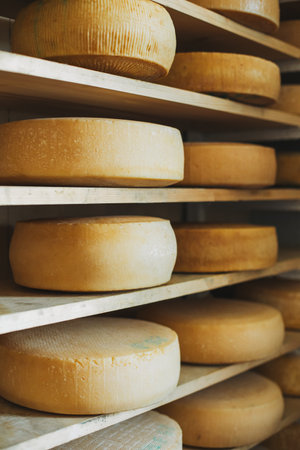 Heads of old cheese on a shelfs at the Italian cheese factory. Close up.