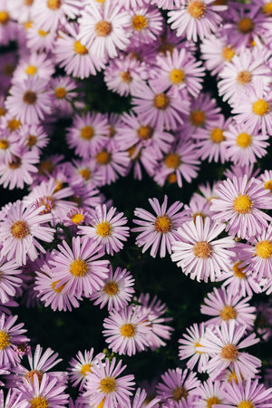 Beautiful light purple Aster flowers in a garden. Close up. Selective focus.