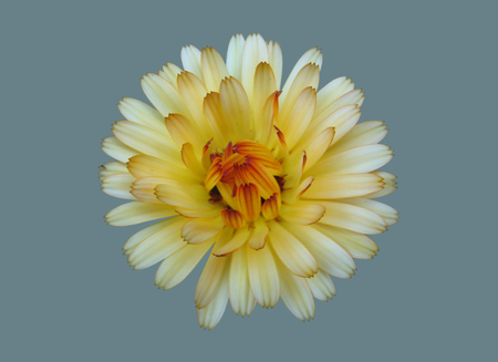 Flower of a plant of calendula.の写真素材