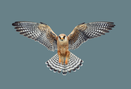 Bird of a hawk on an isolated background.の写真素材