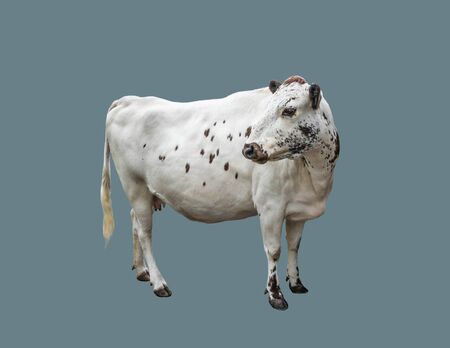 Young, dairy cow on an isolated background.の写真素材