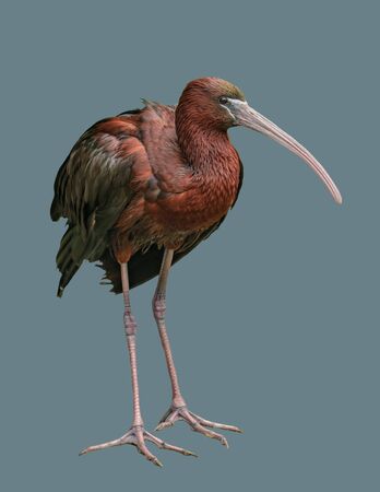 Glossy ibis bird on an isolated colored background.の写真素材