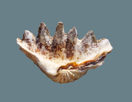 Sea shell big open on an isolated background.の写真素材