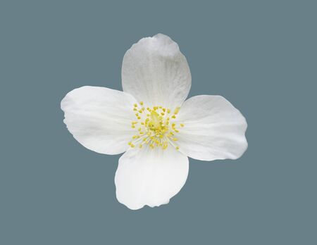 Opened garden jasmine flower. Flower on an isolated background.の写真素材