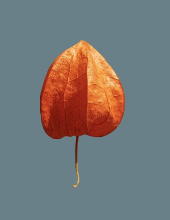 The fruit of ripened physalis on an isolated background.の写真素材