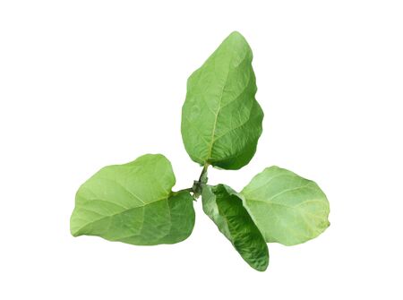 Eggplant plant on a white isolated background.の写真素材
