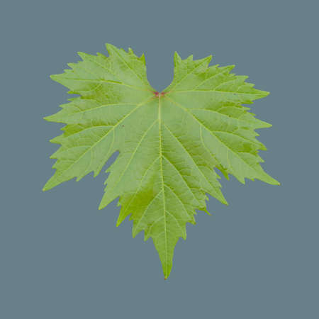 Green leaf of varietal grapes on an isolated colored background.の写真素材