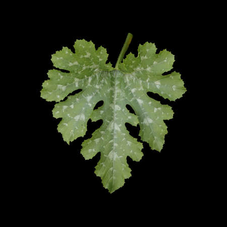 Large leaf of a pumpkin plant on a black background.の写真素材