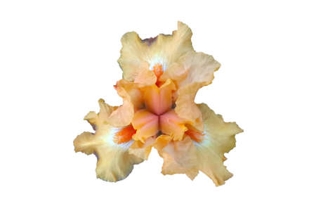 Yellow iris flower on a white background, top view.