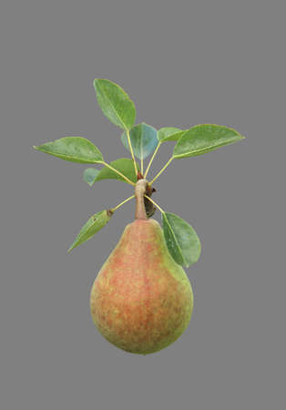 Pear tree fruit on gray isolated background.の写真素材