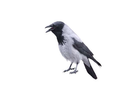 Cawing bird crow isolated on white background.