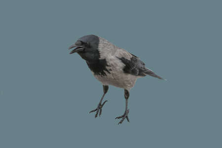City bird raven on isolated solid background