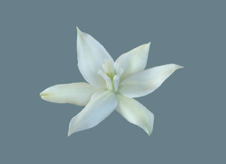 White flower of yucca plant on isolated background.の写真素材