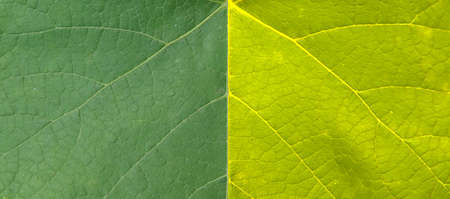 Abstract green, yellow grape leaf.Plant surface texture background.