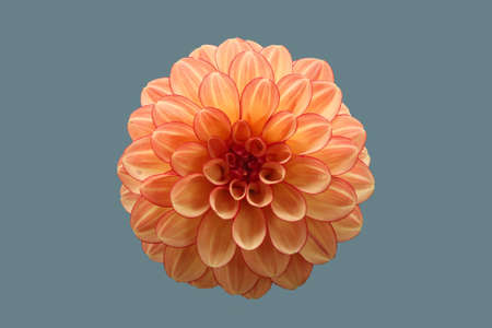Dahlia plant flower, on an isolated background.