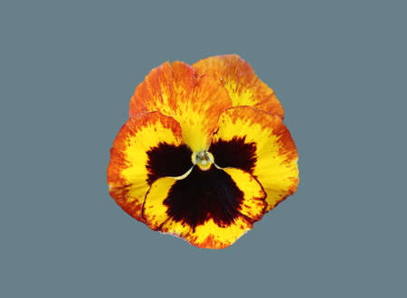 Viola plant flower on isolated background.の写真素材