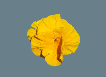 Viola plant flower on isolated background.の写真素材