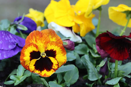 Viola is a genus of flowering violets in the plant family.
