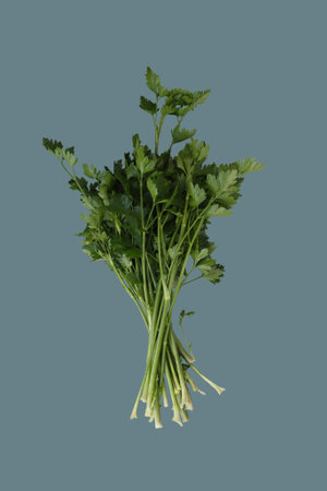 Bunch of spicy cilantro plant on isolated background.