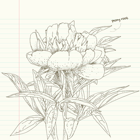 peony root flower sketchesのイラスト素材