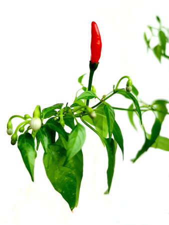 Red hot peppers on a branch with green leaves. Isolated on white background