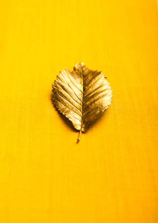Golden real Autumn Leaf. Decoration element for design wedding cards, valentines day, greeting cards on Yellow backgroundの写真素材
