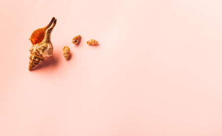 Set of one big Sea shell and three small sea shells on orange background