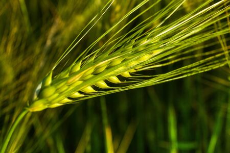 Close up of fresh sunset green wheat in summerの写真素材