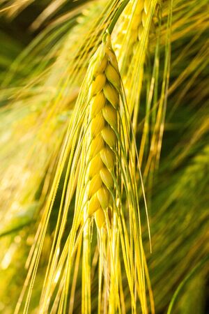 Close up of fresh sunset green wheat in summerの写真素材