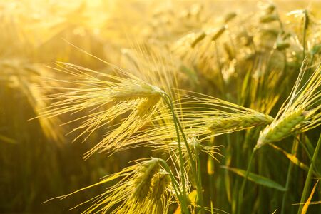 Wheat grows on the field on the sunsetの写真素材