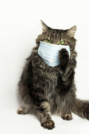 Cat wearing medical mask because of coronavirus or air pollution or virus epidemic in the cityの写真素材