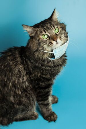 Cat wearing medical mask because of coronavirus or air pollution or virus epidemic in the cityの写真素材