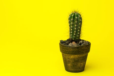 Green Cactus with thorns on the desk with yellow wall backgroundの写真素材