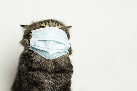 Cat wearing medical mask because of coronavirus or air pollution or virus epidemic in the city