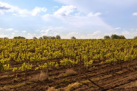 Countryside beautiful farms and vineyards beautiful aerial view. Agriculture plantation grapes vine...