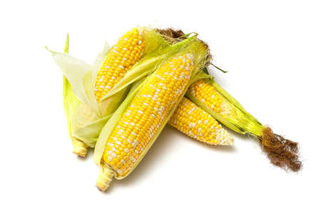 An ear of corn with leaves isolated on a white background