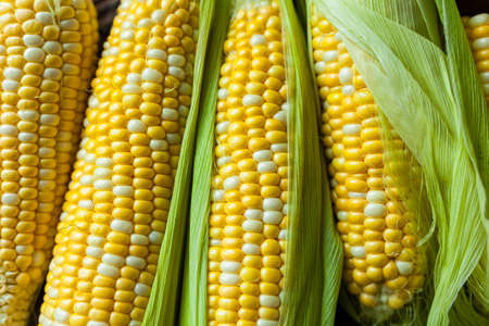 Group of raw peeled corns with leaves. Close up farms products. Yellow corns. Raw materials for...