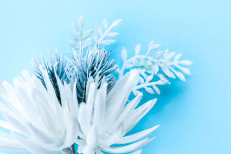 Close up of Snowy spruce branch on a light blue background, festive background for a Christmas cardの写真素材