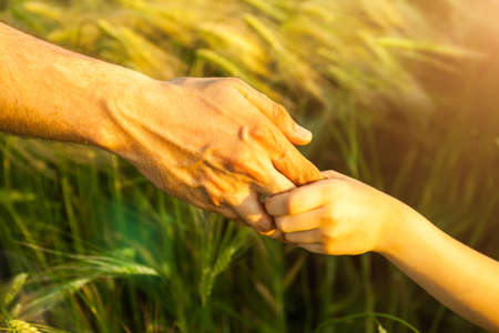 hands of child and father on wheat field in the sunset light