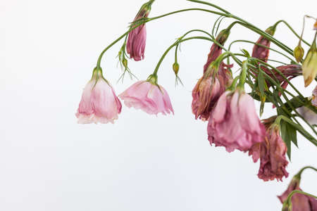 A bouquet of withered dried flowers on a white backgroundの写真素材